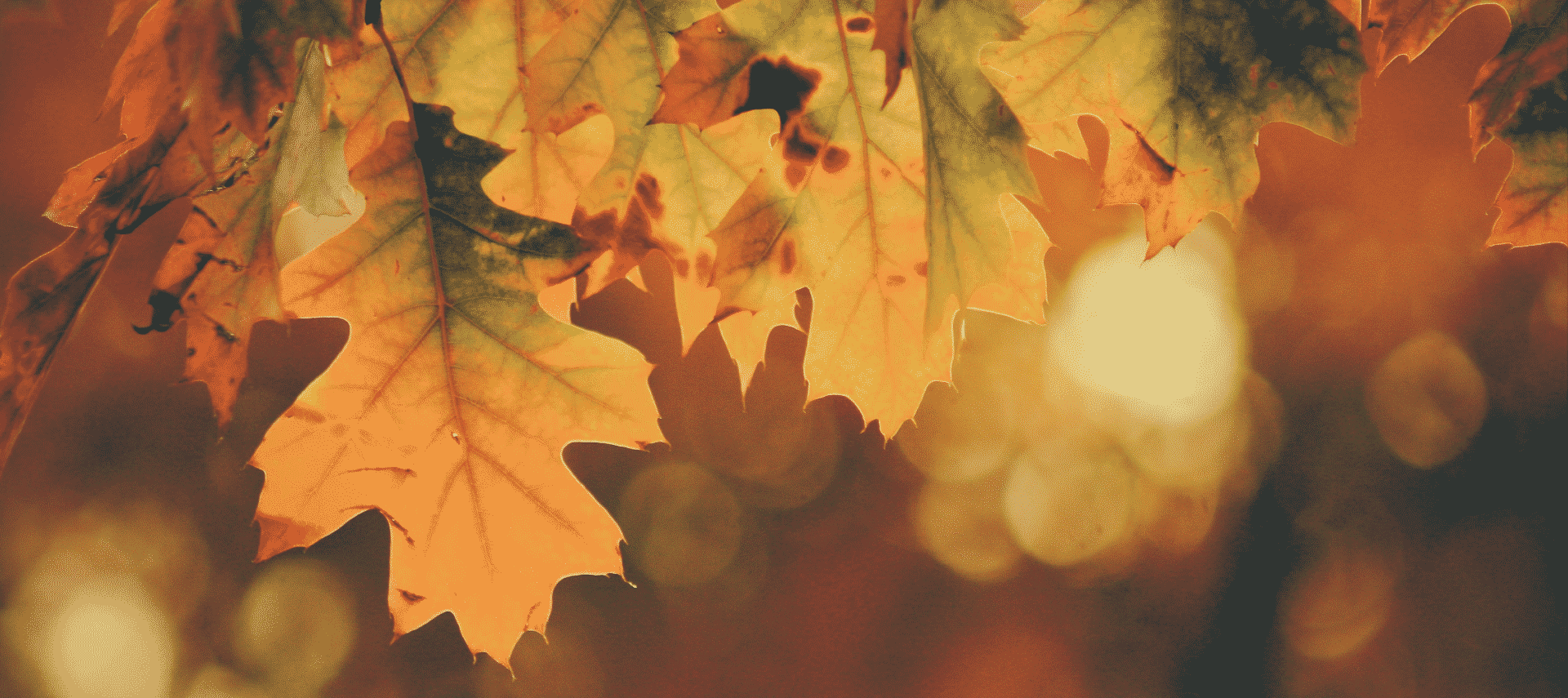 Yellow, green and orange fall leaves hanging against circles of soft light