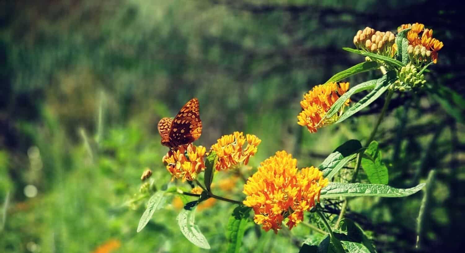 Single butterfly on a group of yellow flowers with blurred green background