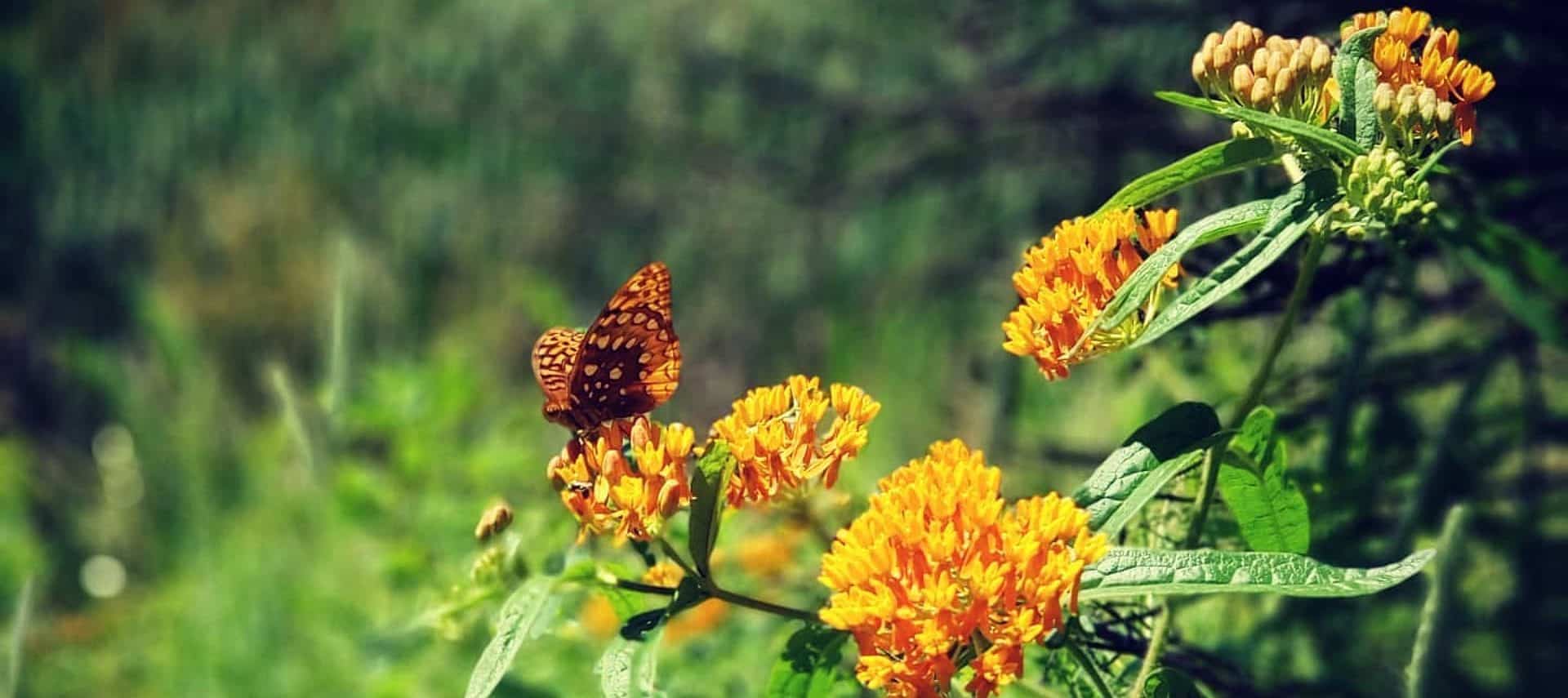 Single brown butterfly on a group of yellow flowers surrounded by trees