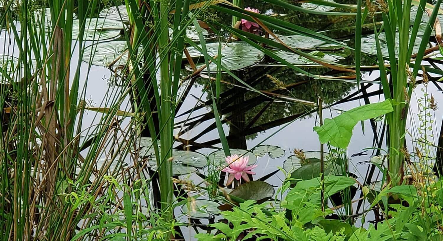 Large green lily pads with pink flowers in a pond with tall grasses