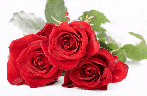 Three red roses with green stems against a white background